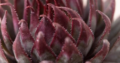 sempscolor sempervivum brownii