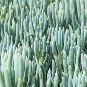 senecio blue chalksticks