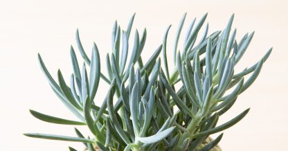 senecio mandraliscae blue chalksticks identify