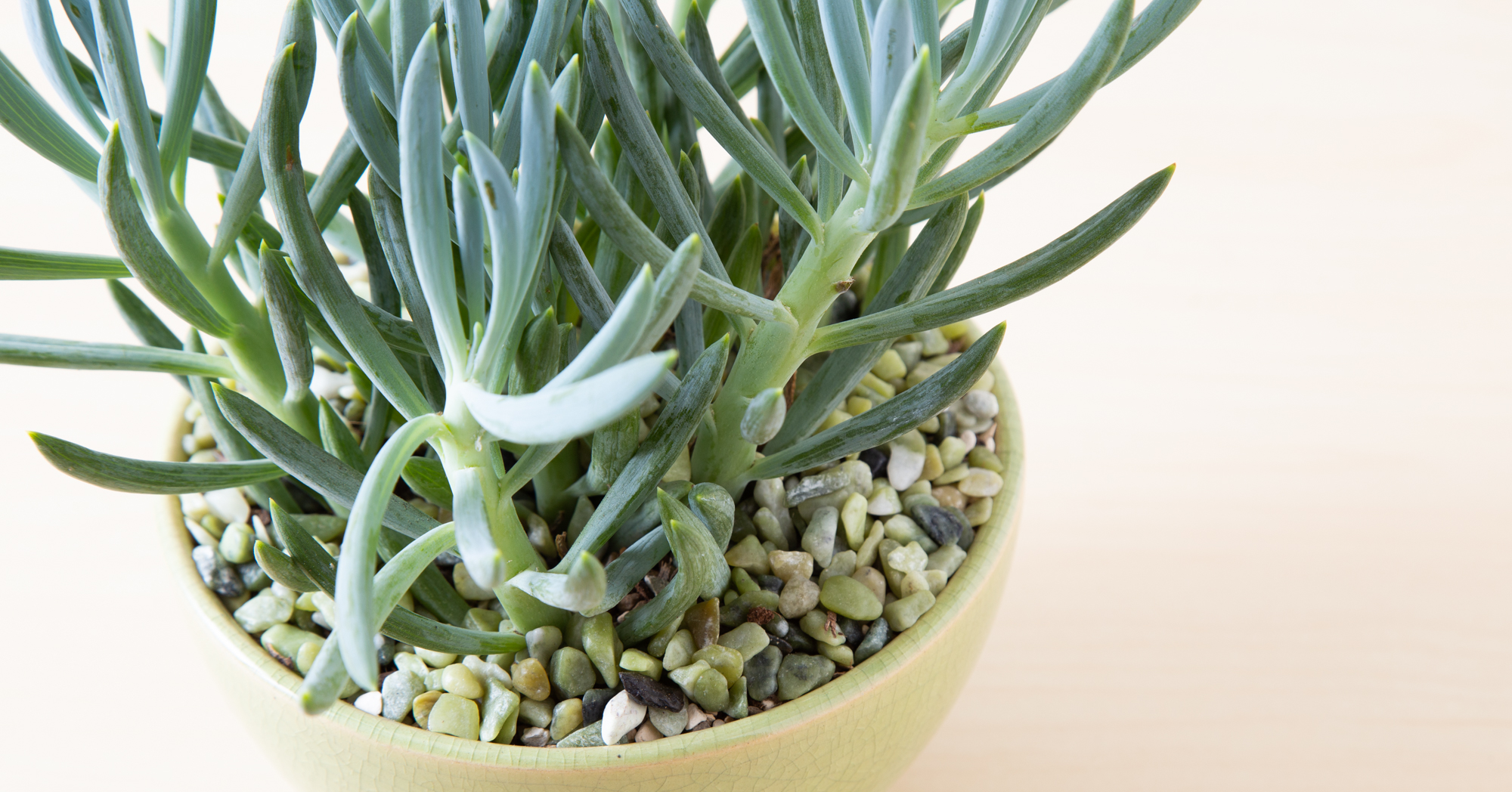 senecio mandraliscae identify succulents blue chalk sticks green