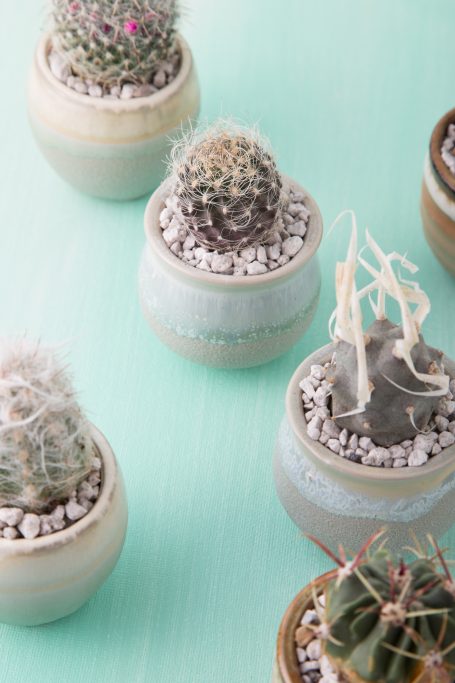 sharp cacti handle with care