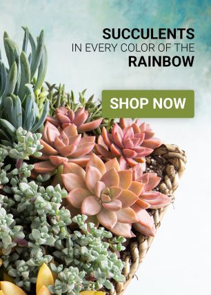 shop for colorful succulents