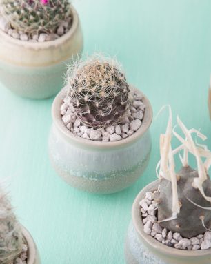 small potted cactus