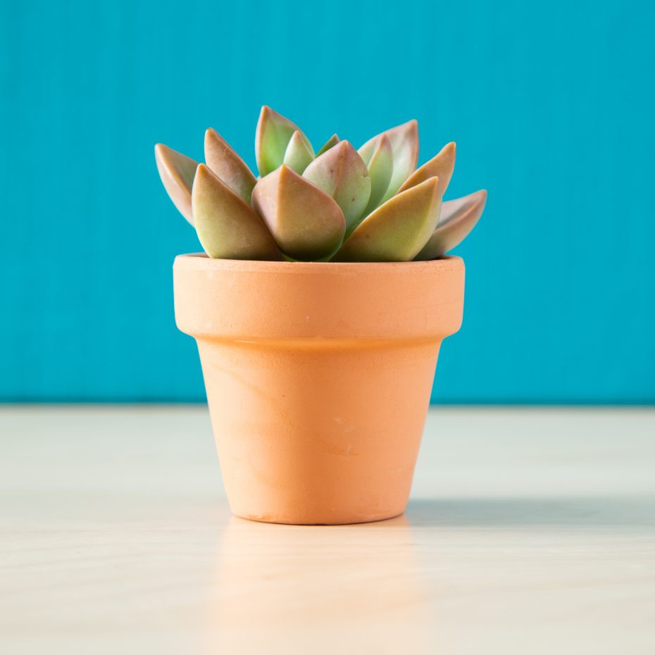 red succulent small terra cotta pot wedding favor gift