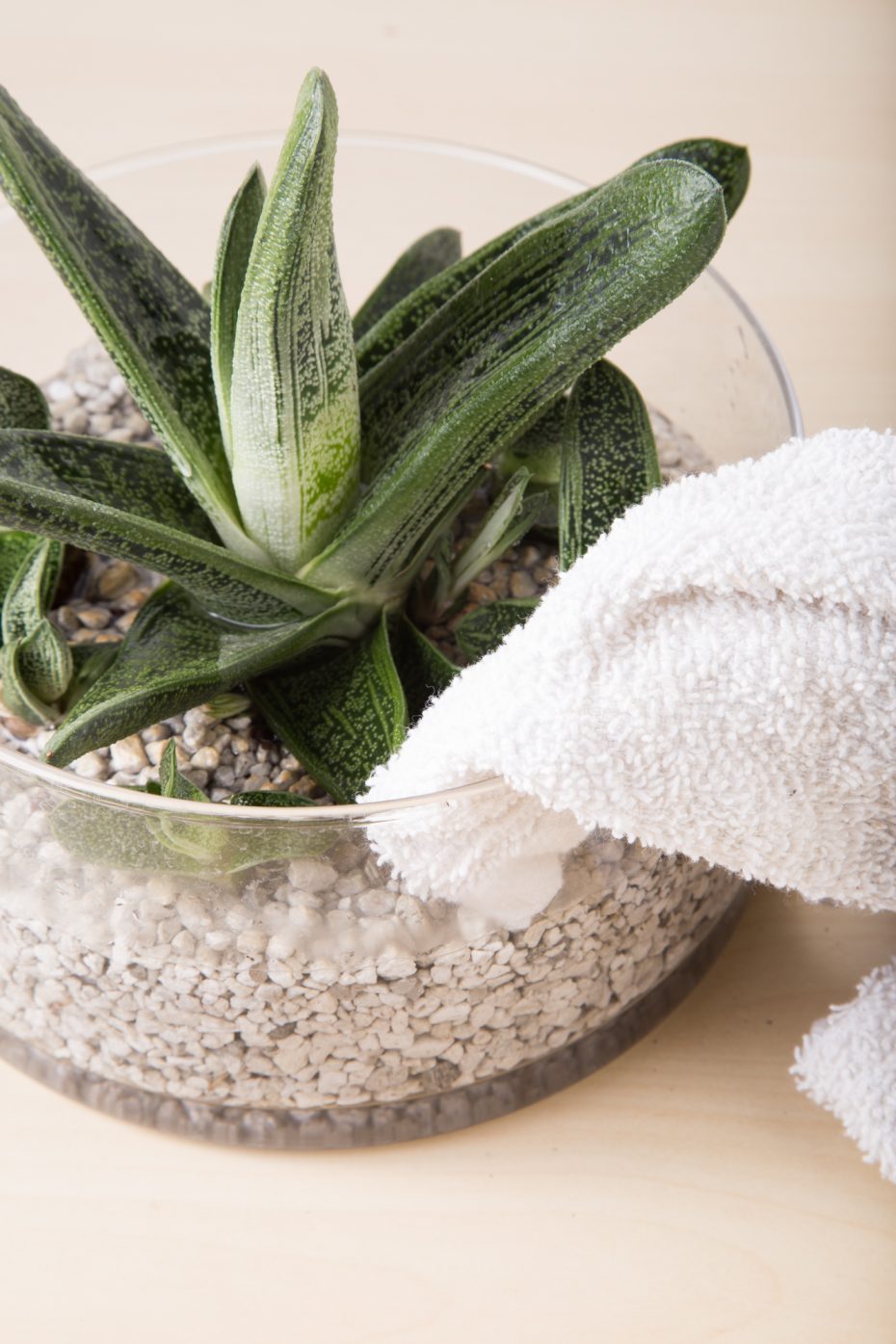 soaking excess water out of glass container gasteria marble watering tips