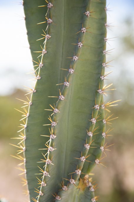 backlit cactus with orange spines spiral shape