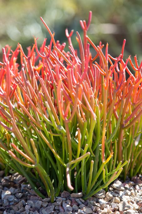 intense color sticks on fire euphorbia tirucalli desert botanical garden