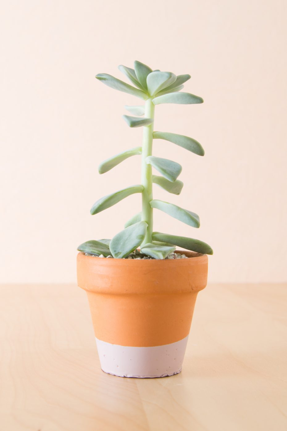 ghost plant stretched out due to lack of light growing tall