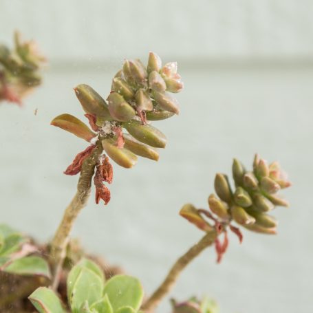 stretched mealybugs succulent