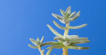 stretched out succulent lack of light growing tall