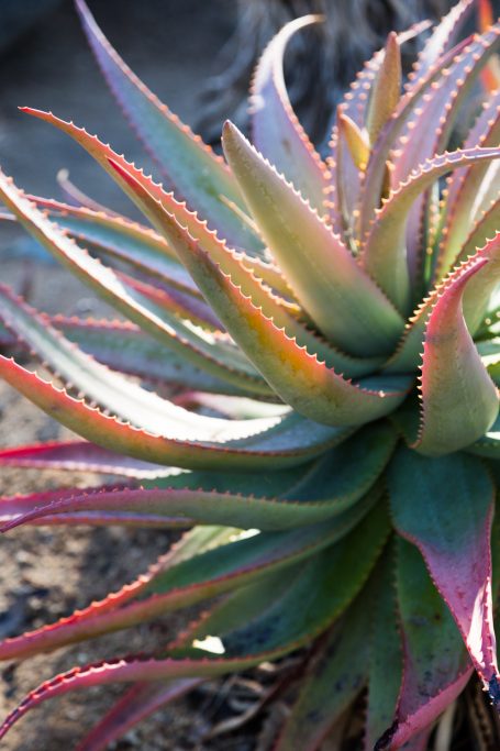 multi-colored aloe cold weather stress