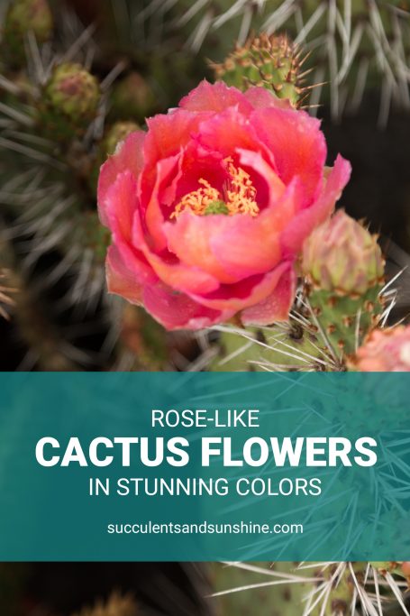 rose like cactus flowers opuntia stunning colors