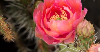 brightly colored cold hardy cactus succulent flowers opuntia