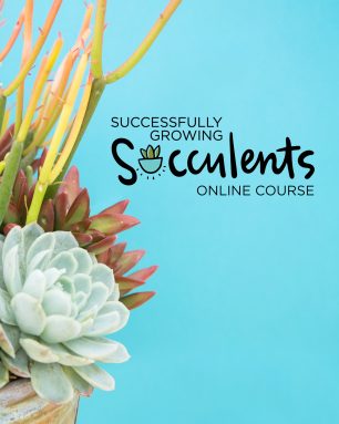 successfully growing succulents course