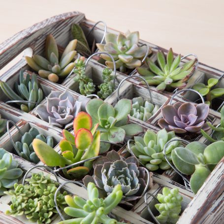 advent calendar using succulents in tiny pails