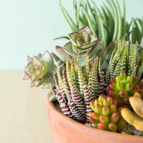 succulent arrangement terra cotta pot