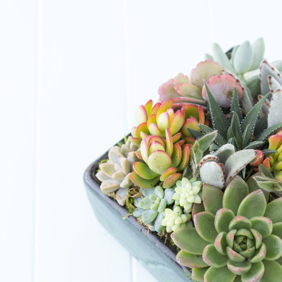 succulent arrangement blue planter how to sell succulents