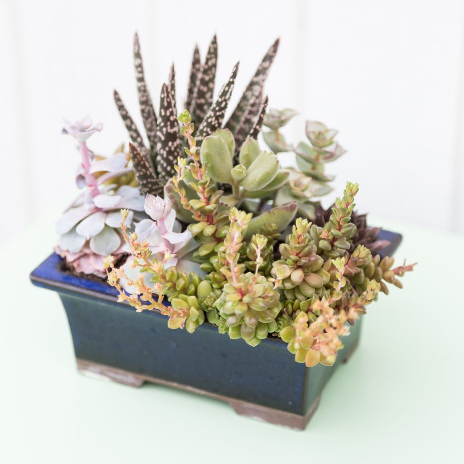 succulent arrangement for summer