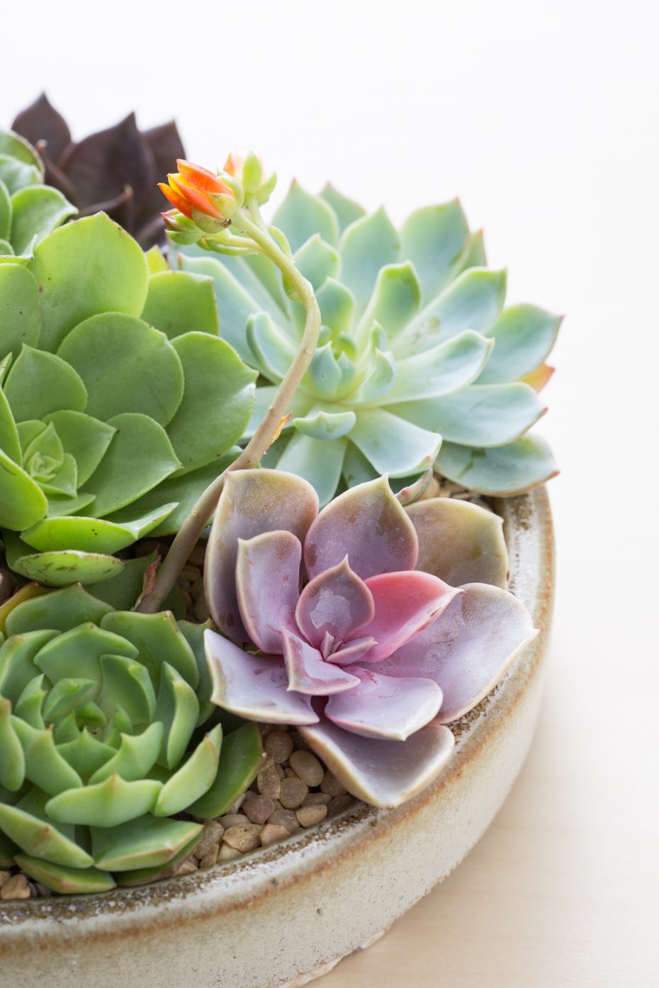 succulents from bridal bouquet turned into potted arrangement memento