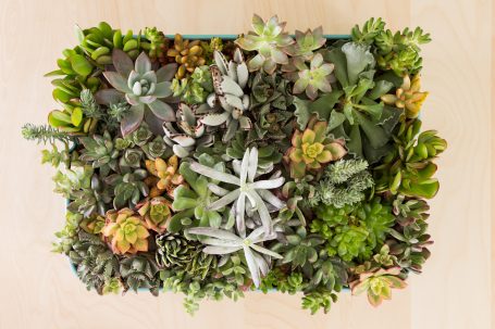 succulents in raskog ikea cart shelf