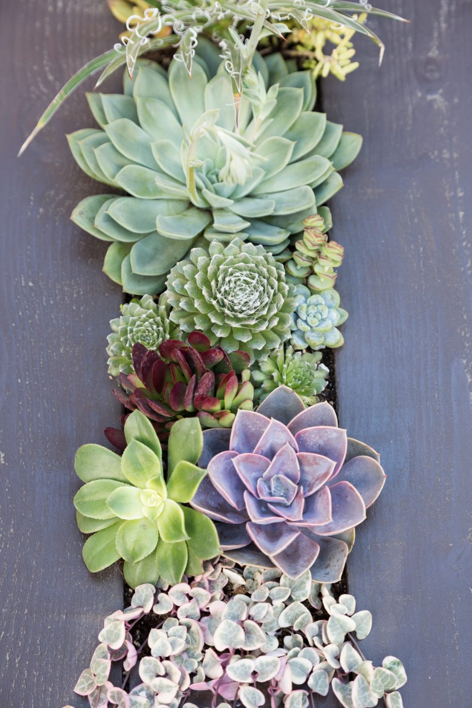 sedum echeveria sempervivum crassula wood frame arrangement