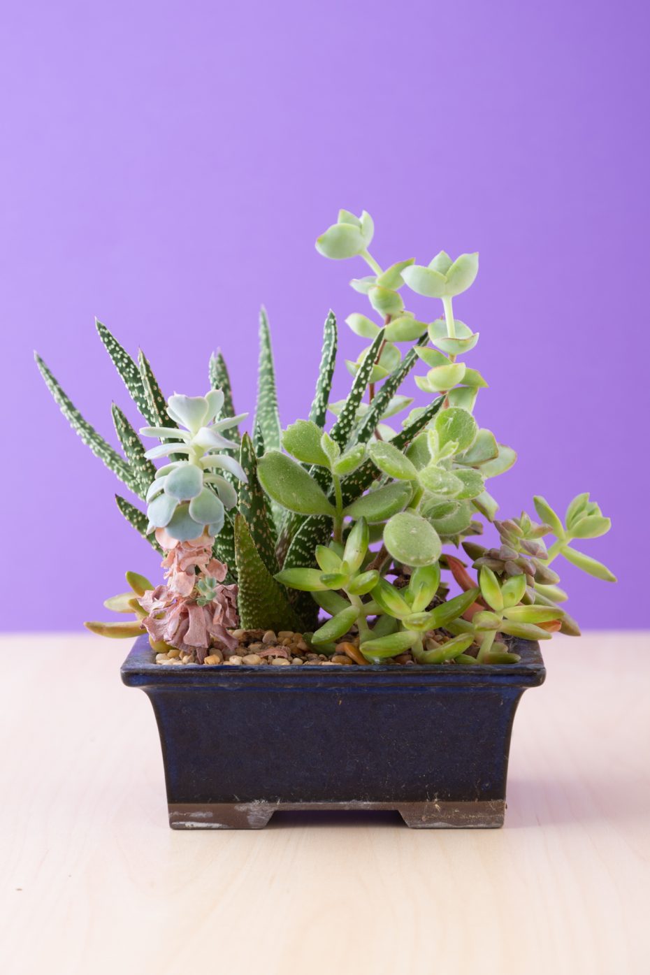 overgrow succulent arrangement stretched needs to be pruned