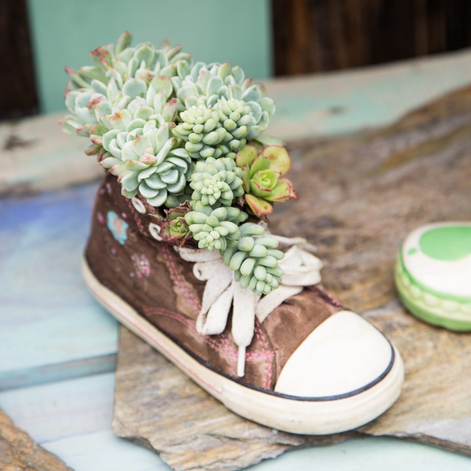 succulent arrangement shoe