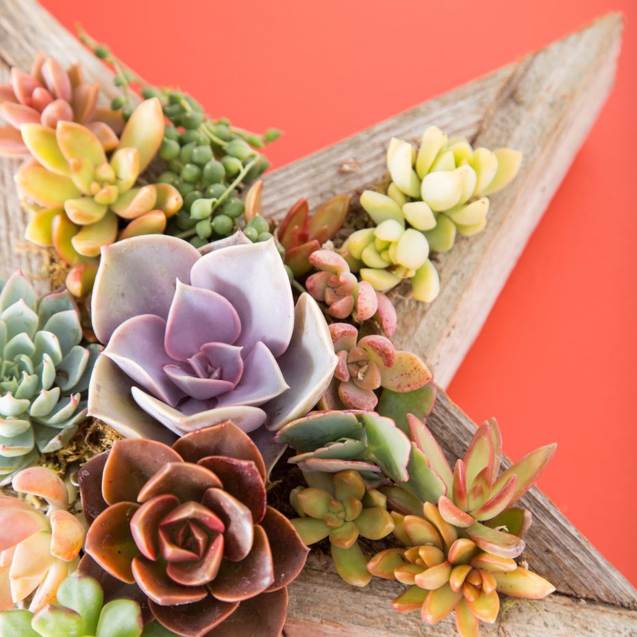 succulent arrangement star planter