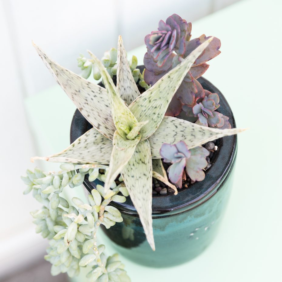 succulent arrangement white purple