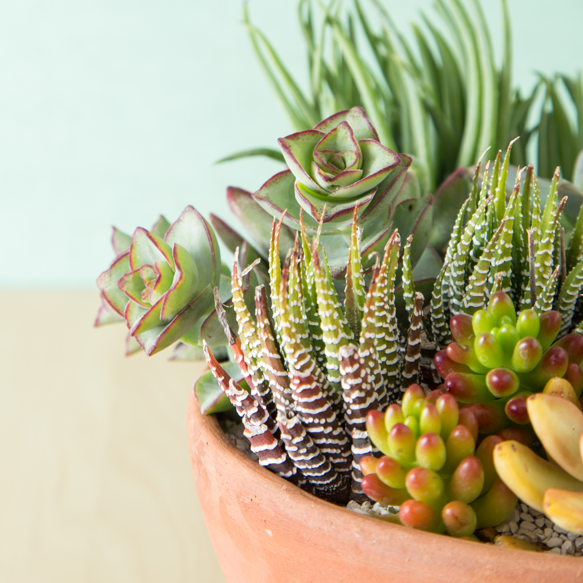 succulents arrangement crassula perforata haworthiopsis fasciata sedum rubrotinctum