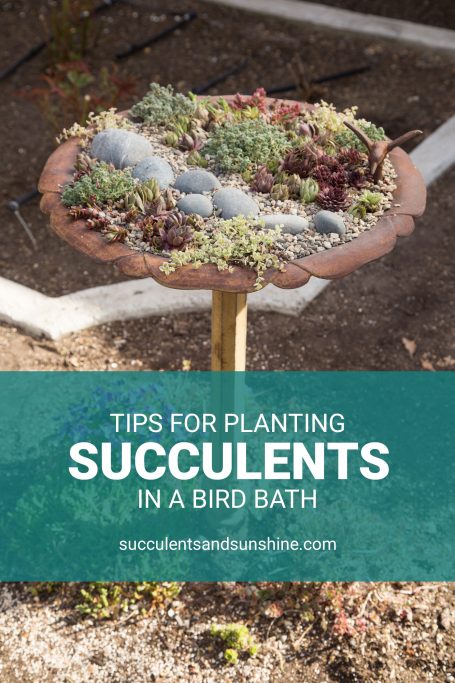 tips for planting succulents in bird bath sempervivum sedum cold hardy