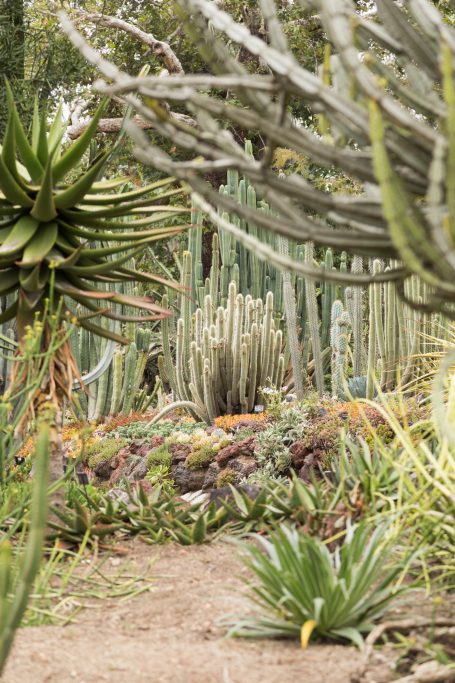 succulent cacti garden huntington gardens