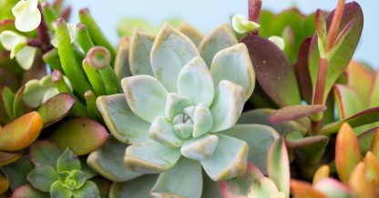 blue graptopetalum senecio orange sedum basic succulent care tips