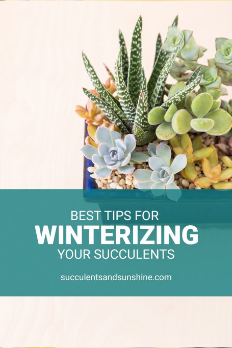 succulent care winter