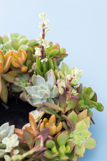 succulent centerpiece for wedding party gift