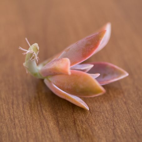 graptoveria fred ives cutting with pink roots