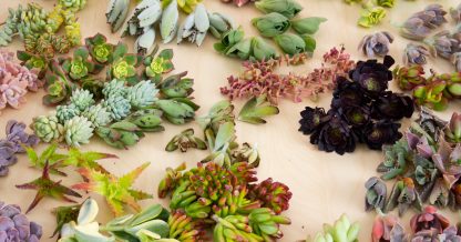 dozens of succulent cuttings colorful