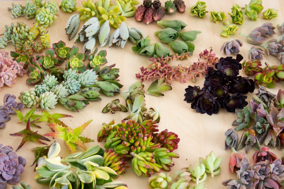 dozens of succulent cuttings colorful