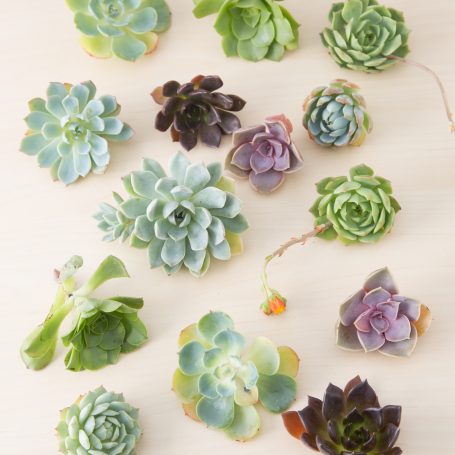 succulent cuttings for floral bridal wedding bouquet