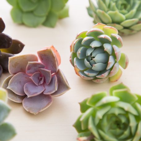 succulent cuttings projects