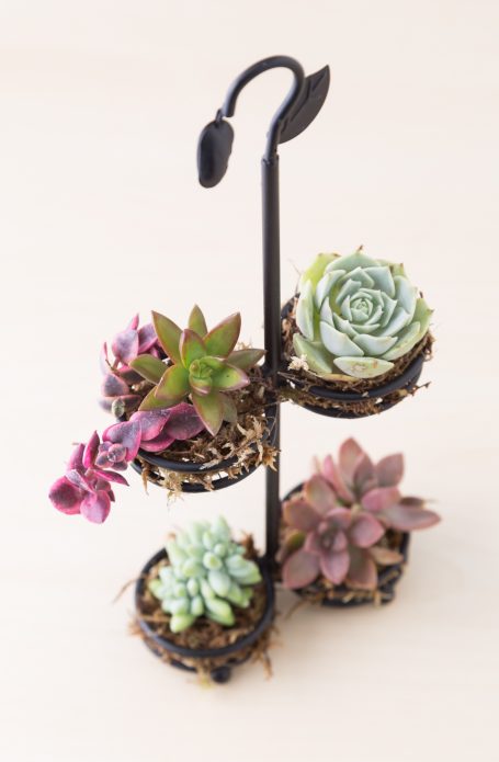 succulent cuttings tools display