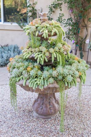 succulent filled fountain