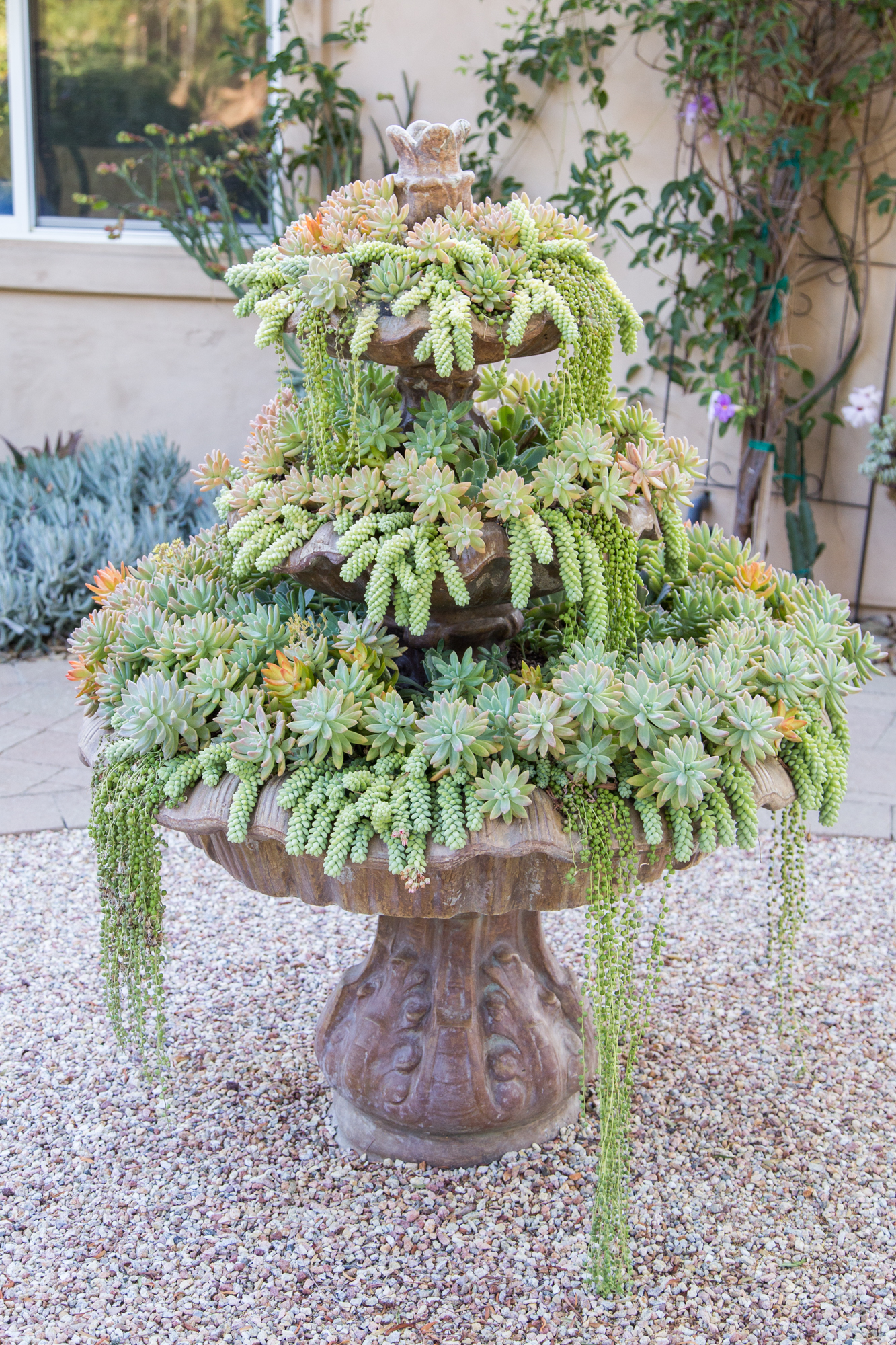 succulent filled fountain