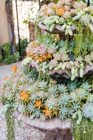 succulent fountain sedums