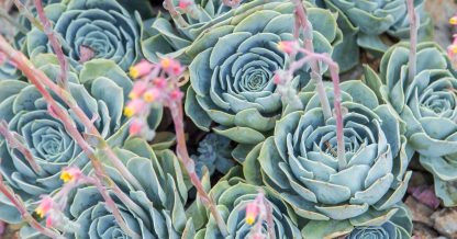 succulent garden inspiration