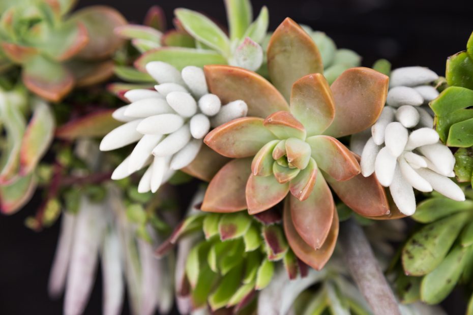 succulent garland senecio haworthii graptosedum california sunset aeonium