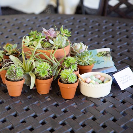 sempervivum succulents purple terra cotta pots centerpiece wedding favors gifts