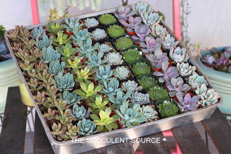 succulents for wedding guest favors diy