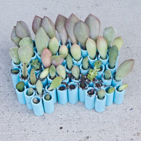 succulent leaves in pvc propagation planter