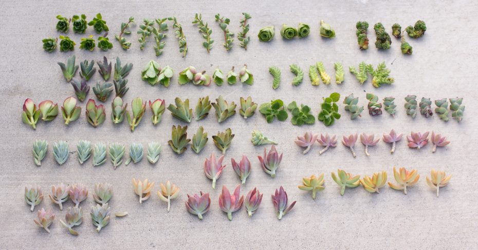 succulent leaves propagation selling succulents